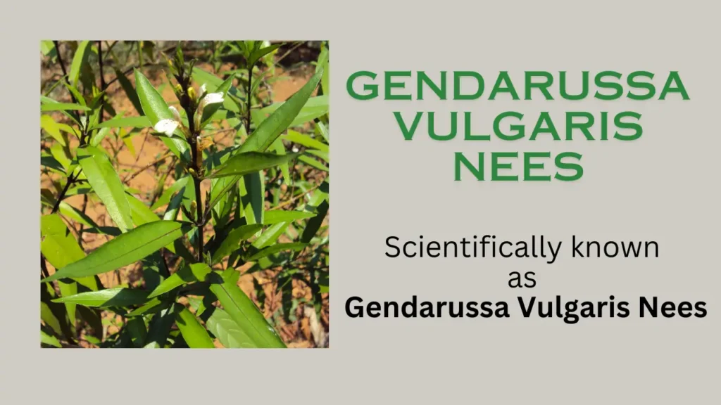 Gendarussa Vulgaris Nees: habitat, properties, benefits, uses