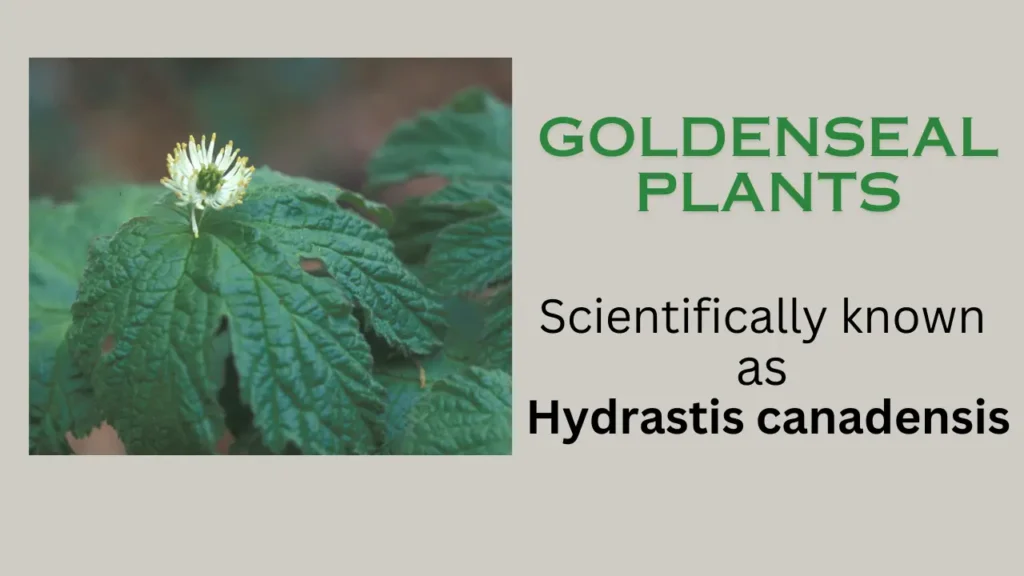 Hydrastis canadensis