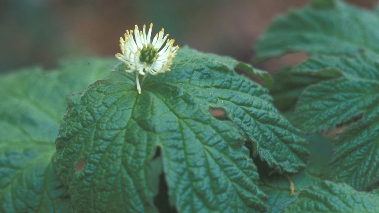 Guide to Buying Goldenseal Plants for Sale