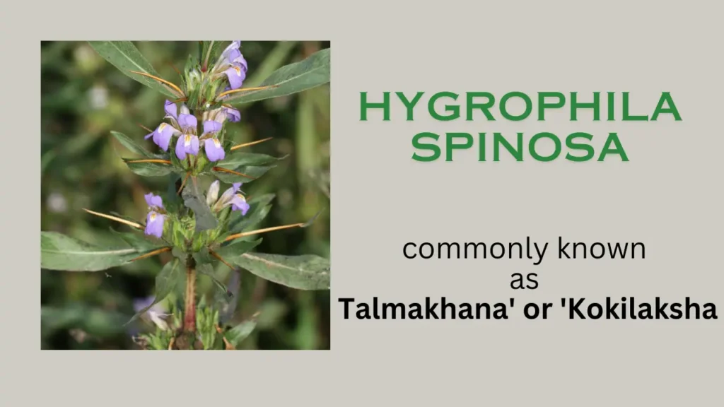 Hygrophila spinosa: habitat, Chemical Composition, Properties, and Uses