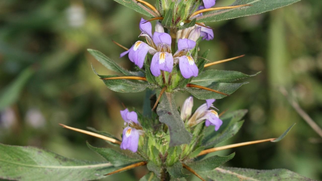 Hygrophila spinosa: habitat, Chemical Composition, Properties, and Uses