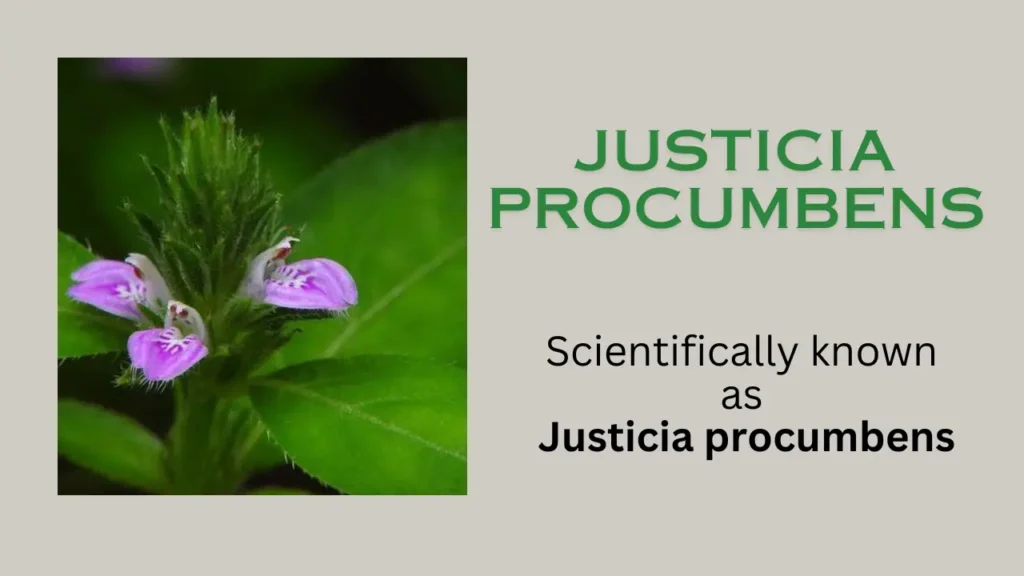 Justicia procumbens: habitat, Chemical Composition, Properties, and Uses