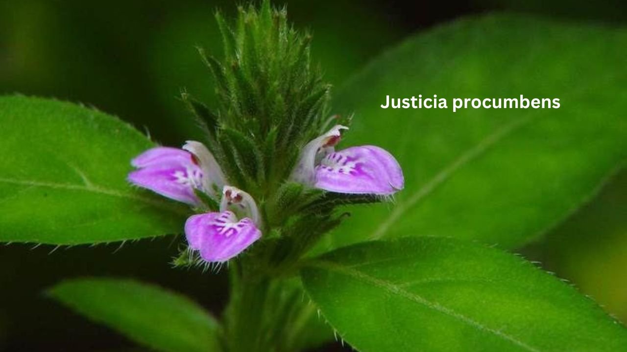 Justicia procumbens: habitat, Chemical Composition, Properties, and Uses