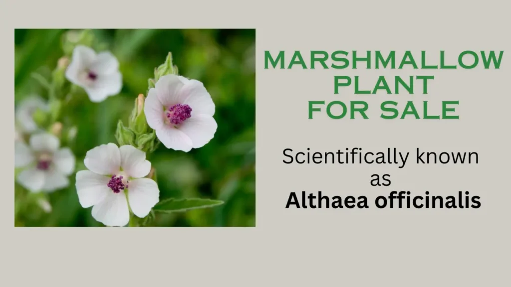 Guide to Buy Marshmallow Plant for sale