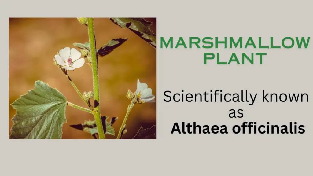 Marshmallow Plant: Nutritional and Medicinal Properties