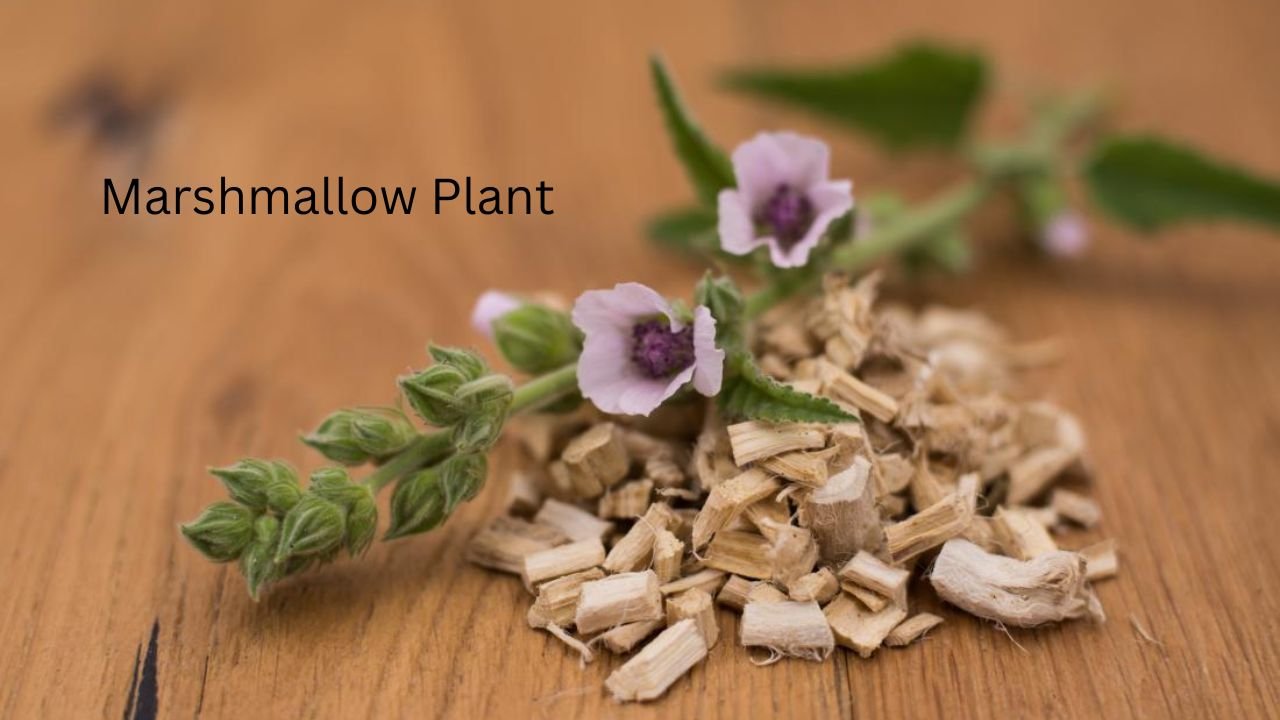 Marshmallow Plant: Nutritional and Medicinal Properties