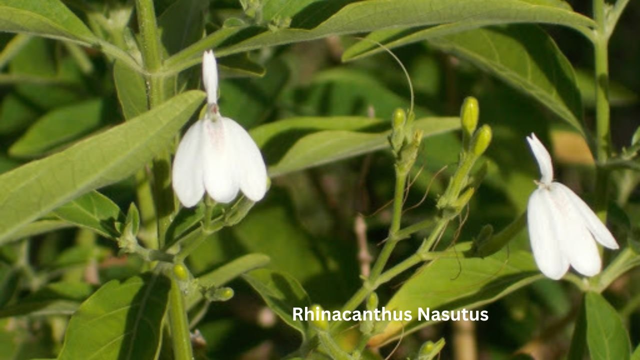 Rhinacanthus Nasutus: habitat, Chemical Composition, Properties, uses