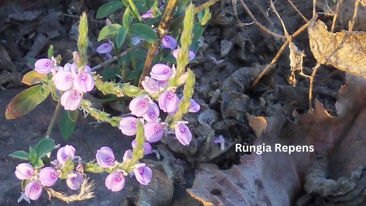 Rungia Repens: habitat, Chemical Composition, Properties, uses