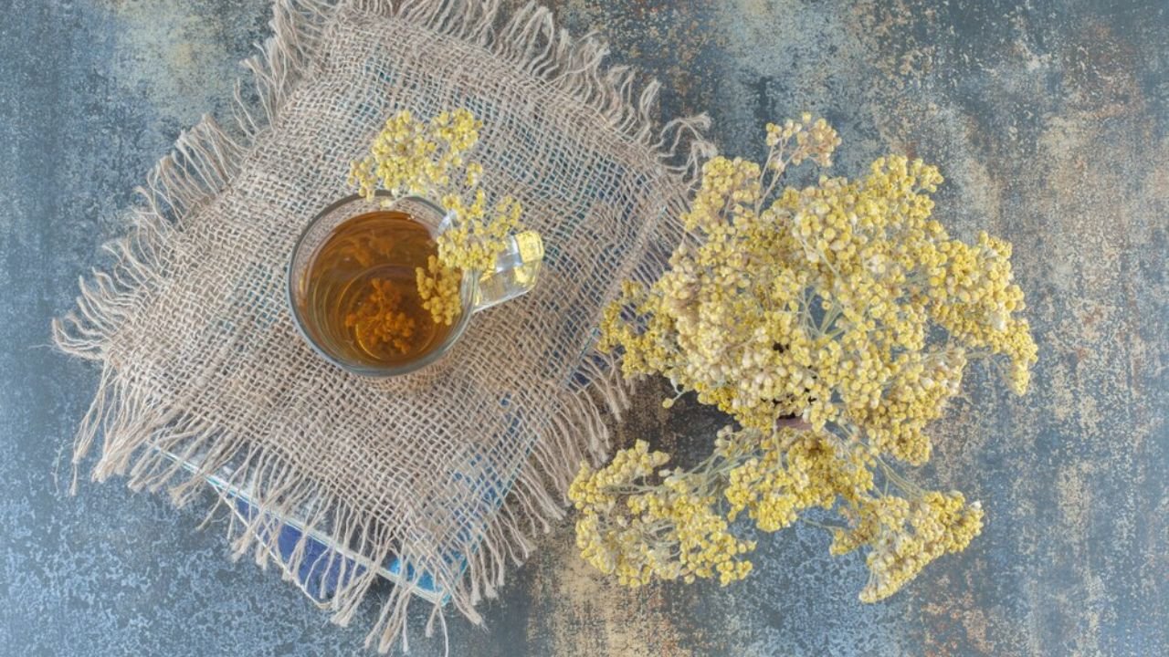 Yarrow tea benefits and side Effects - The Medicinal Plants