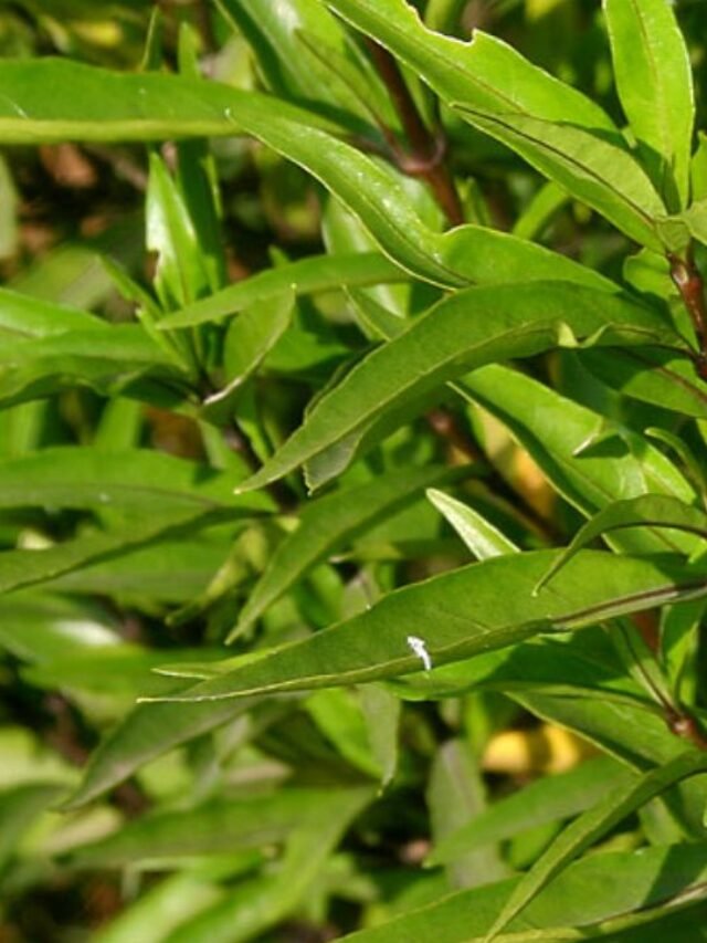 Gendarussa Vulgaris Nees: habitat, properties, benefits, uses