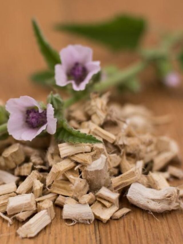 Marshmallow Plant: Nutritional and Medicinal Properties