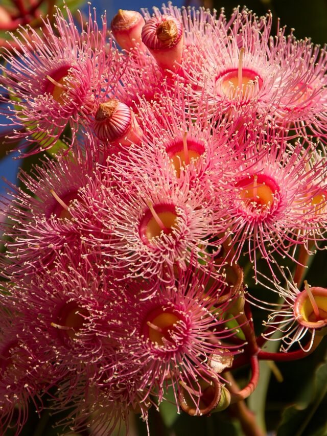 Side effects of Eucalyptus