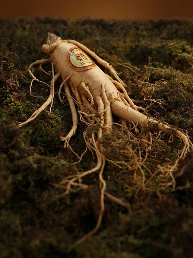 Chinese ginseng benefits