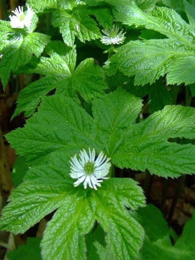 Health Benefits of Goldenseal plant: Potential Side Effects