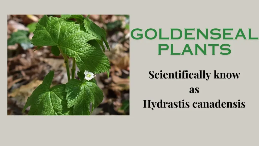 Health Benefits of Goldenseal plant: Potential Side Effects