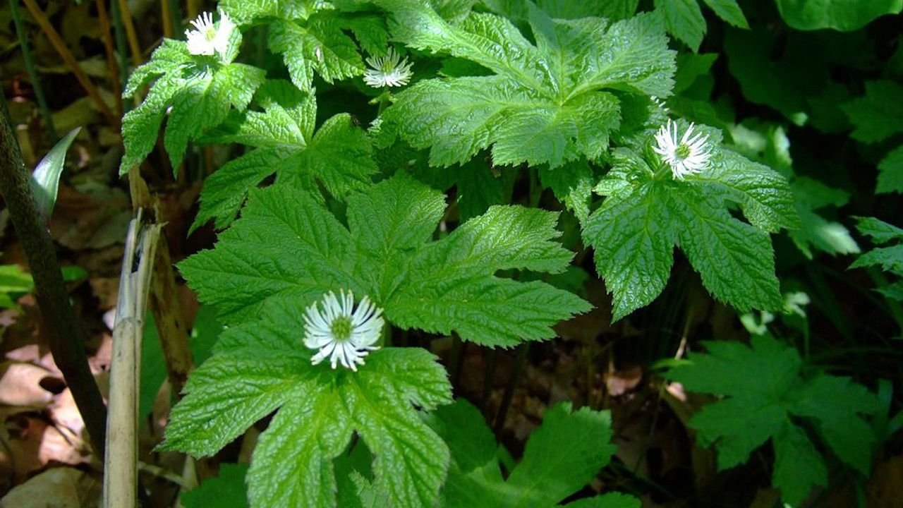 Health Benefits of Goldenseal plant: Potential Side Effects