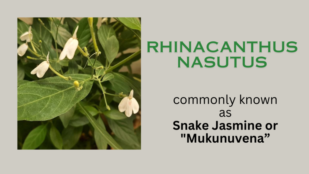 Rhinacanthus Nasutus: habitat, Chemical Composition, Properties, uses