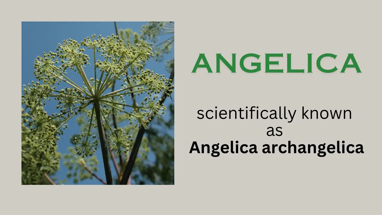 Angelica: habitat, Common Name, uses, Precautions