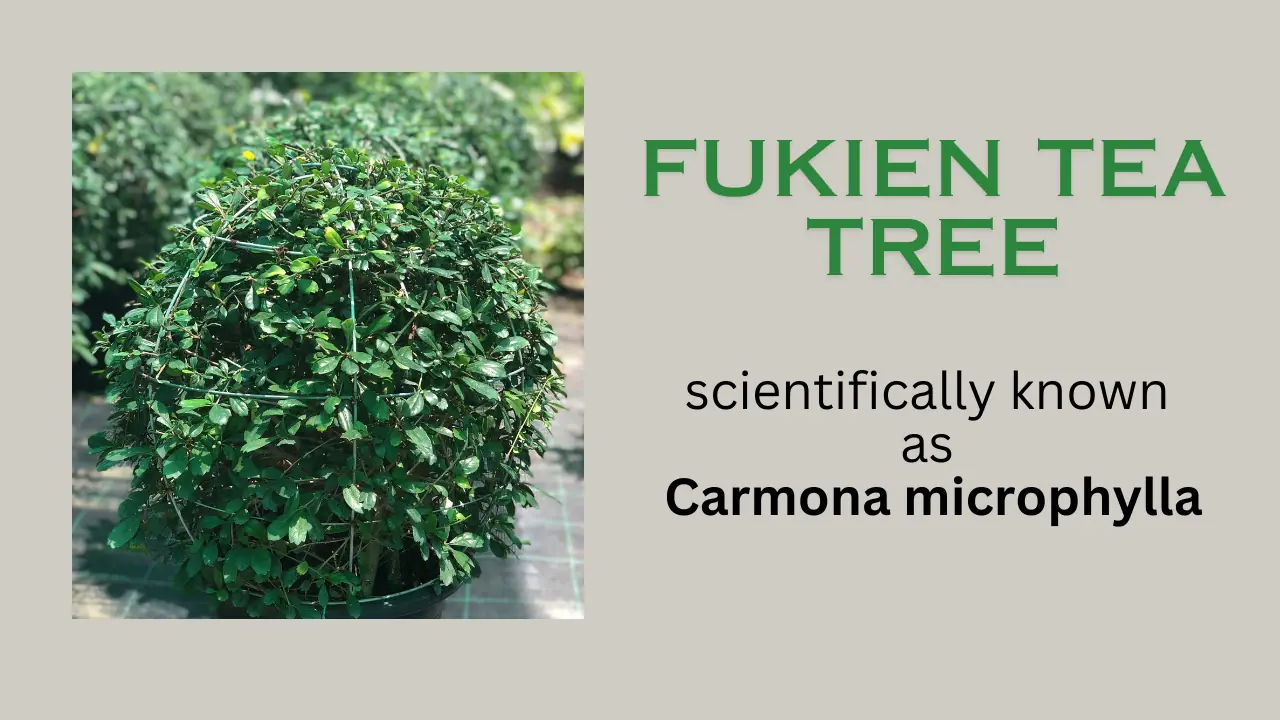 Fukien Tea Tree: Characteristics, Benefits, and Precautions