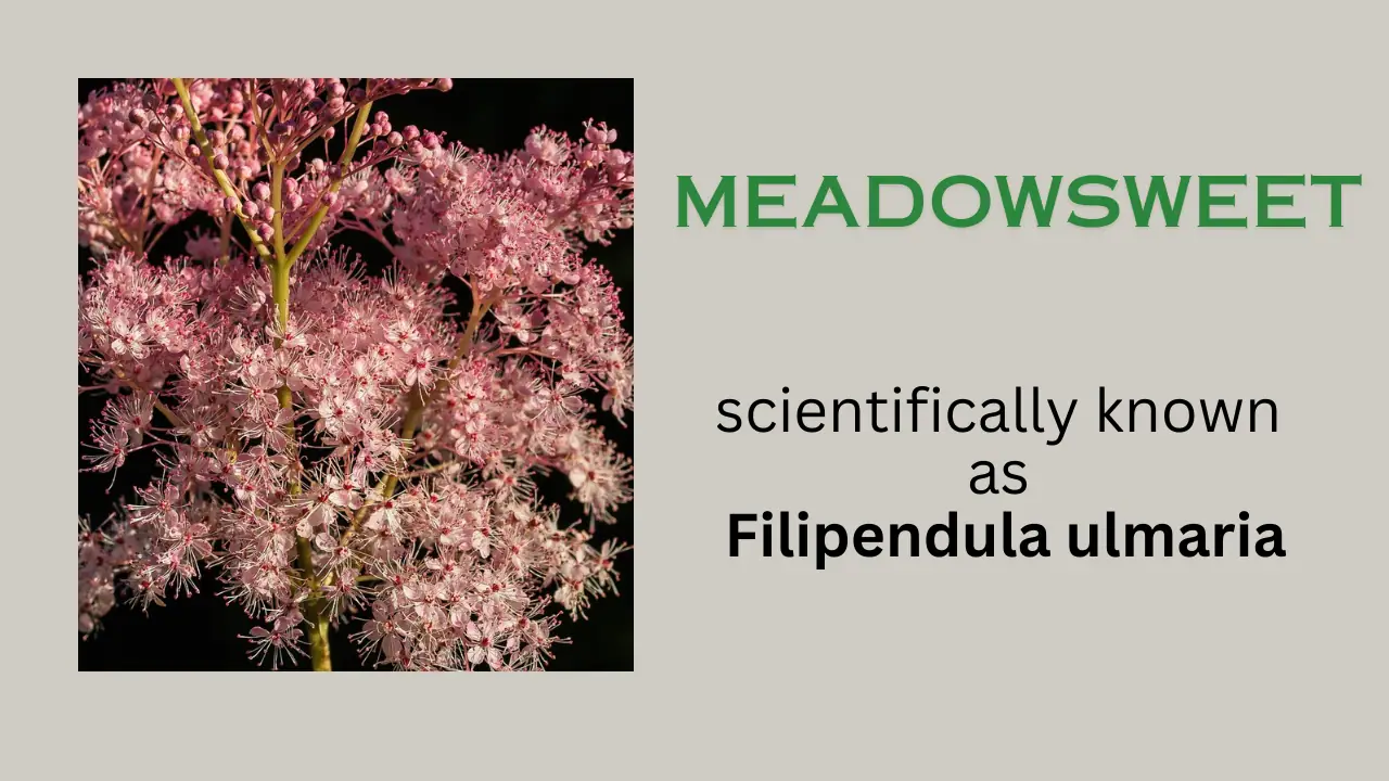 Meadowsweet: common name, health benefit and precaution