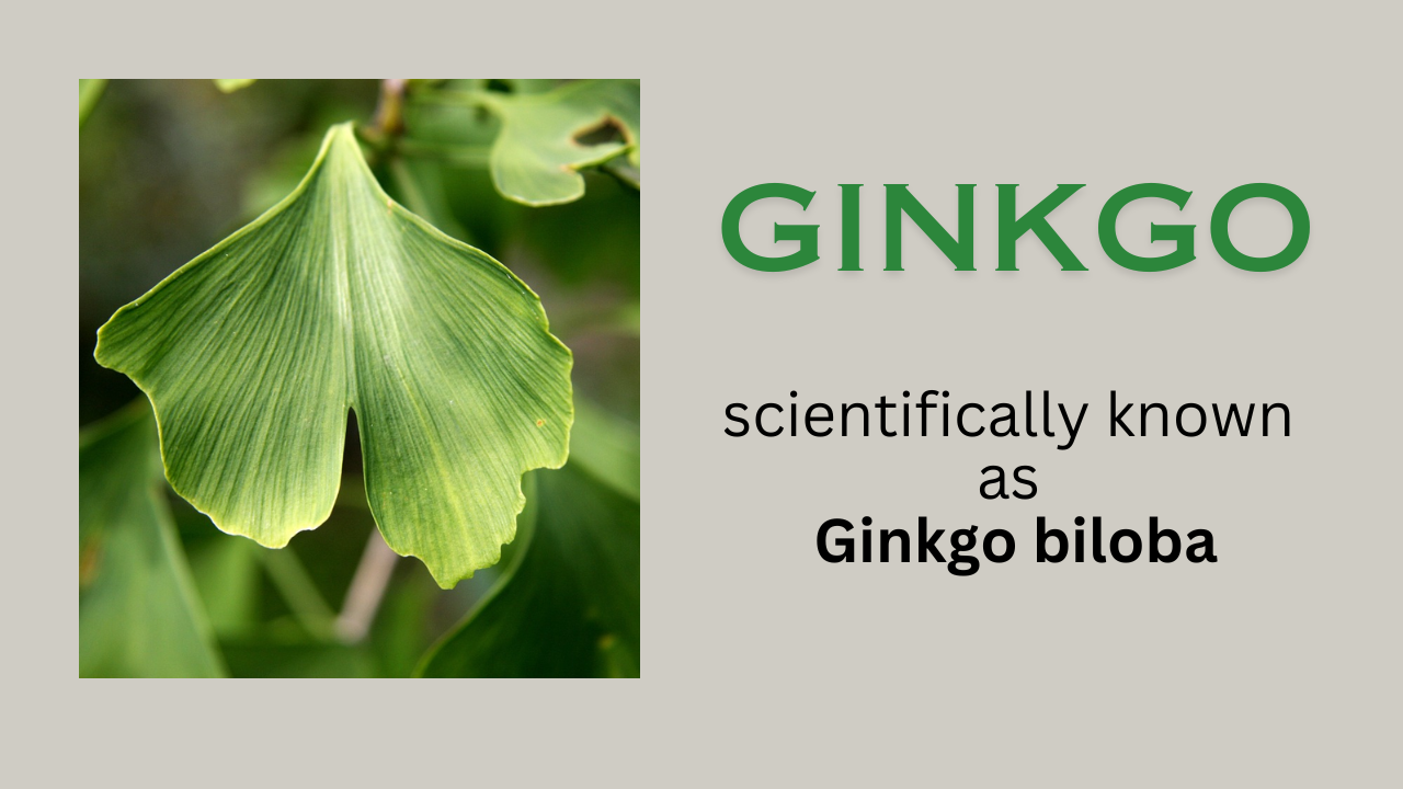 Ginkgo biloba: Common name, habitat, Properties
