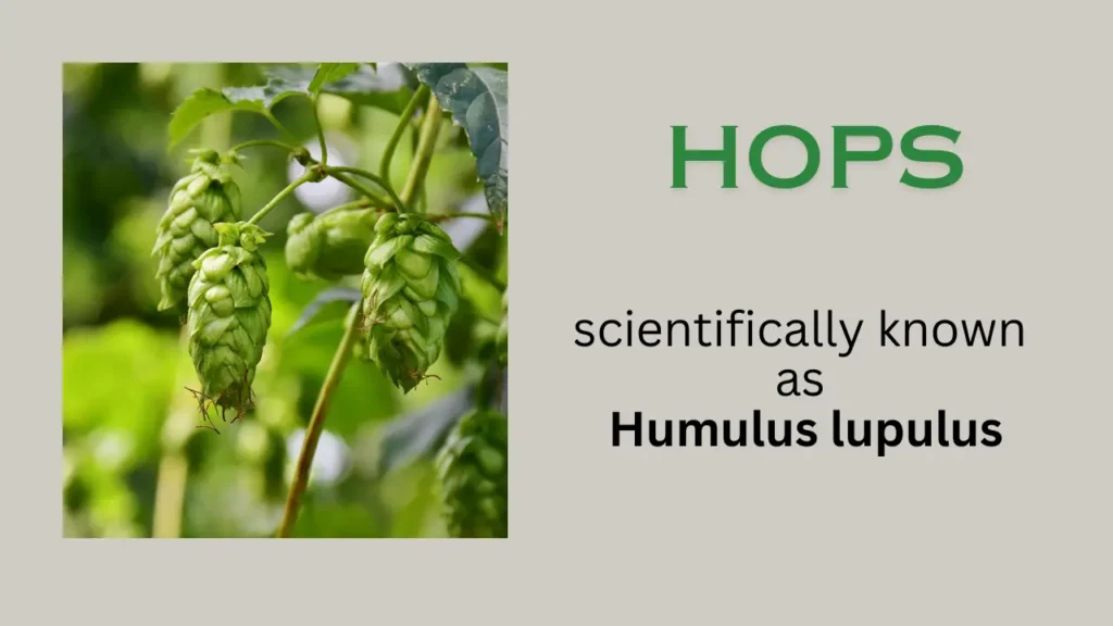 Hops: Scientific Name, Habitat, Health Benefits