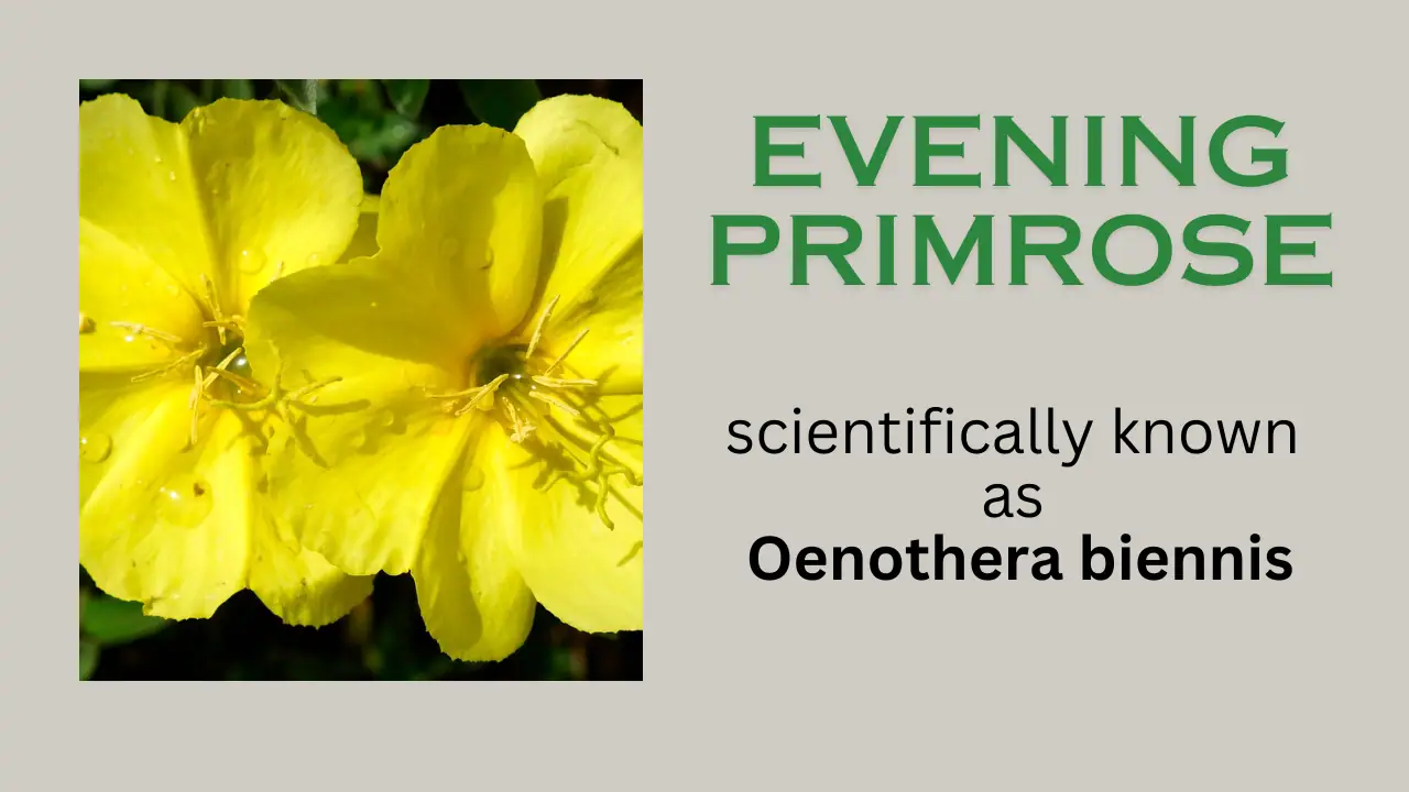 Evening Primrose: habitat, uses, Precautions