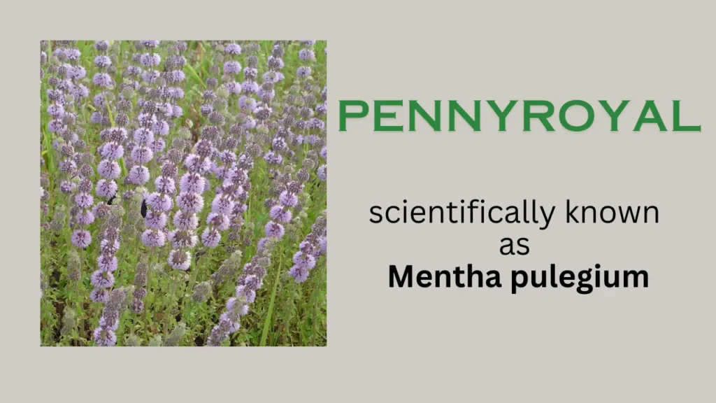 Pennyroyal: Health Benefits, Uses, and Precautions