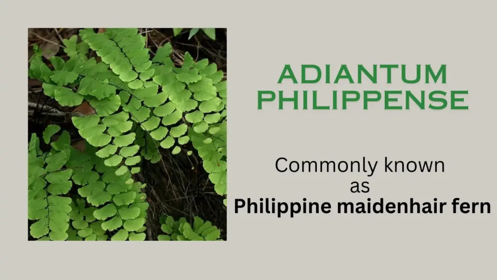 Adiantum philippense: Chemical Composition, uses, Precautions