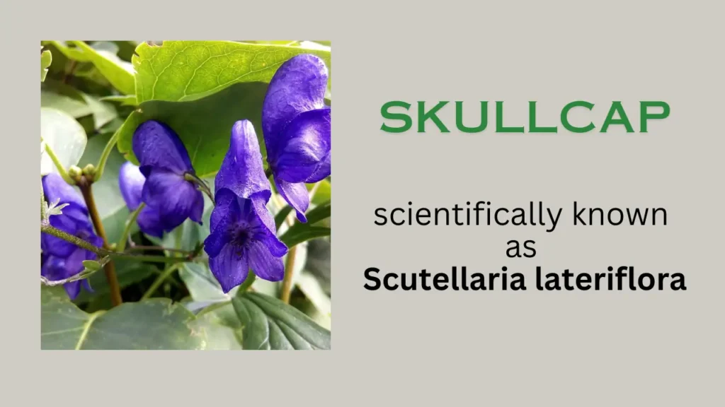 Skullcap: Benefit, Uses, scientific name