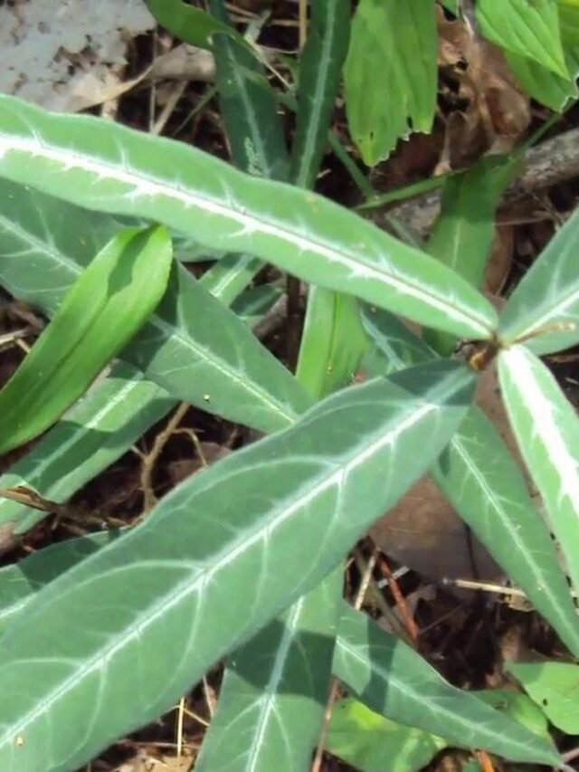 Indian Sarsaparilla: habitat, Chemical Composition, uses, Precautions