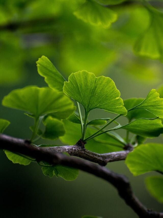ginkgo-6291286_1280
