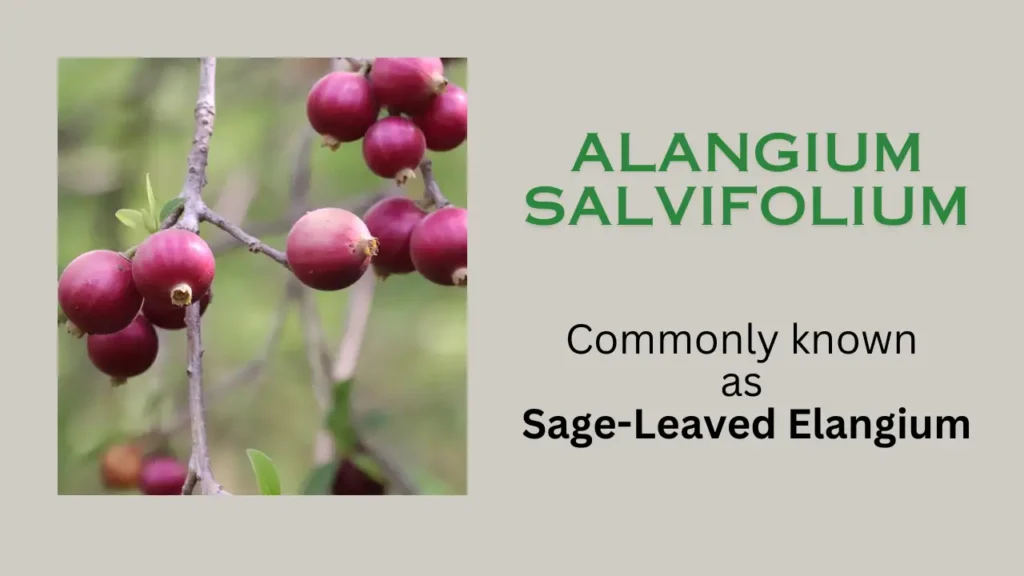 Alangium salvifolium: Habitat, Benefit, Uses, Precautions