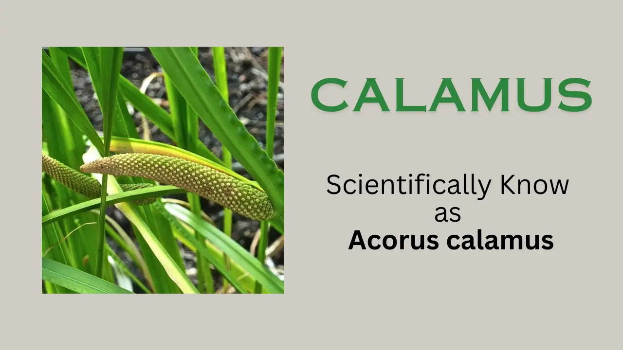 Calamus: scientific name, properties, habitat