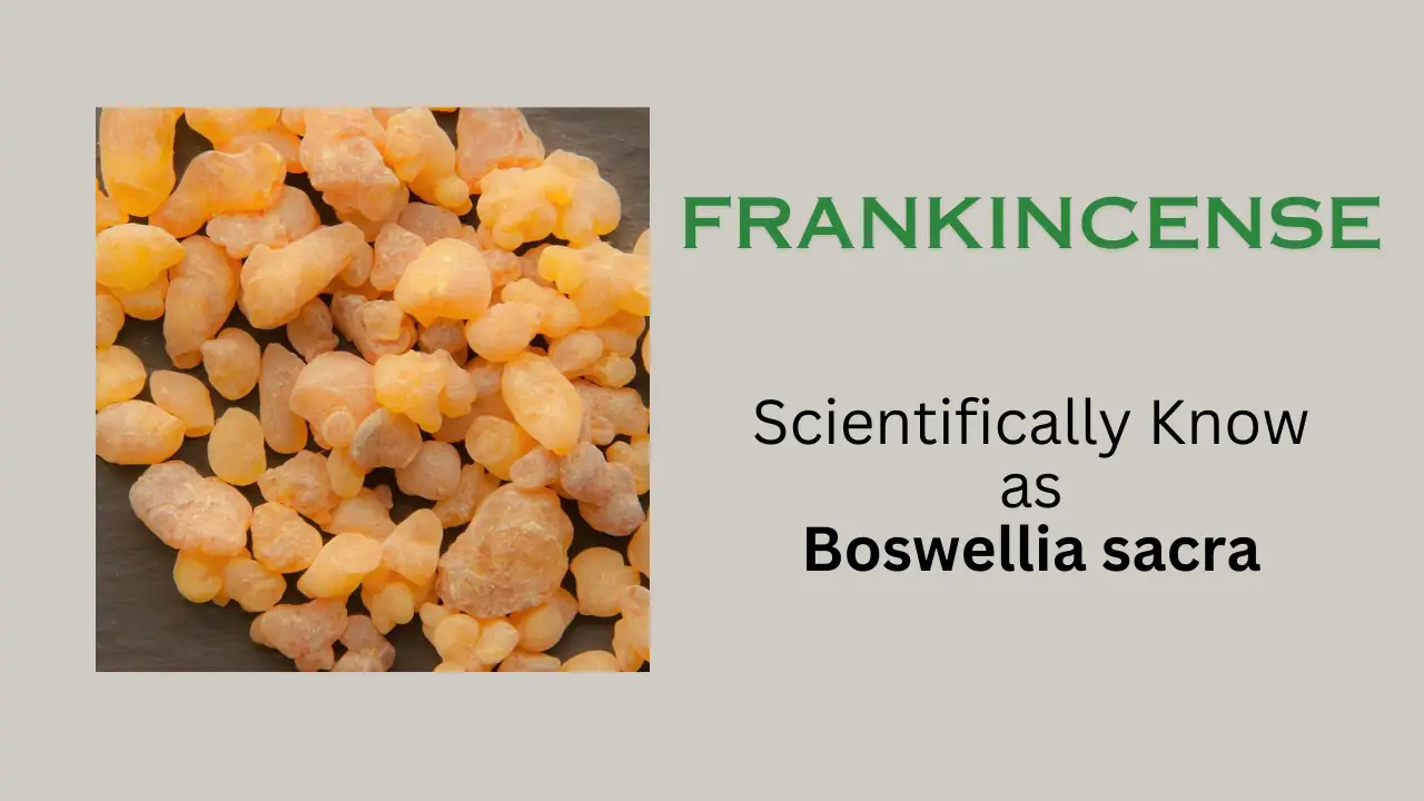 Frankincense: Scientific Name, Properties, Precaution