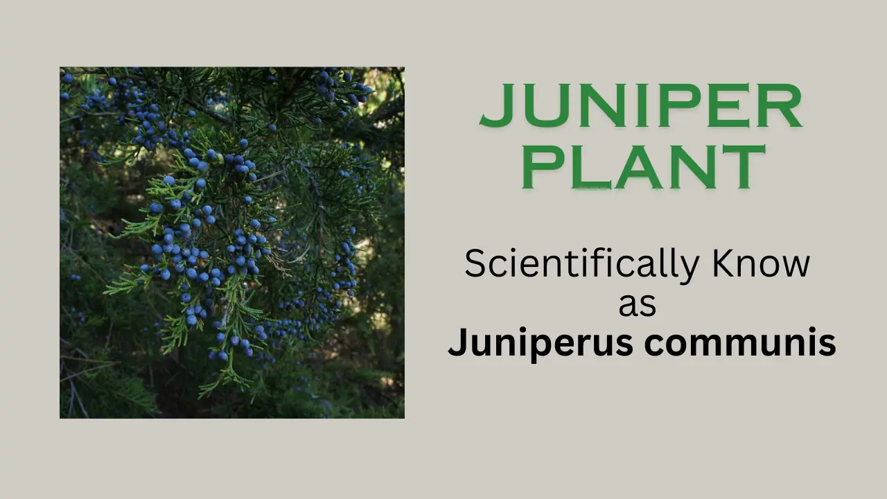 Juniper Plant: Scientific name, family, properties