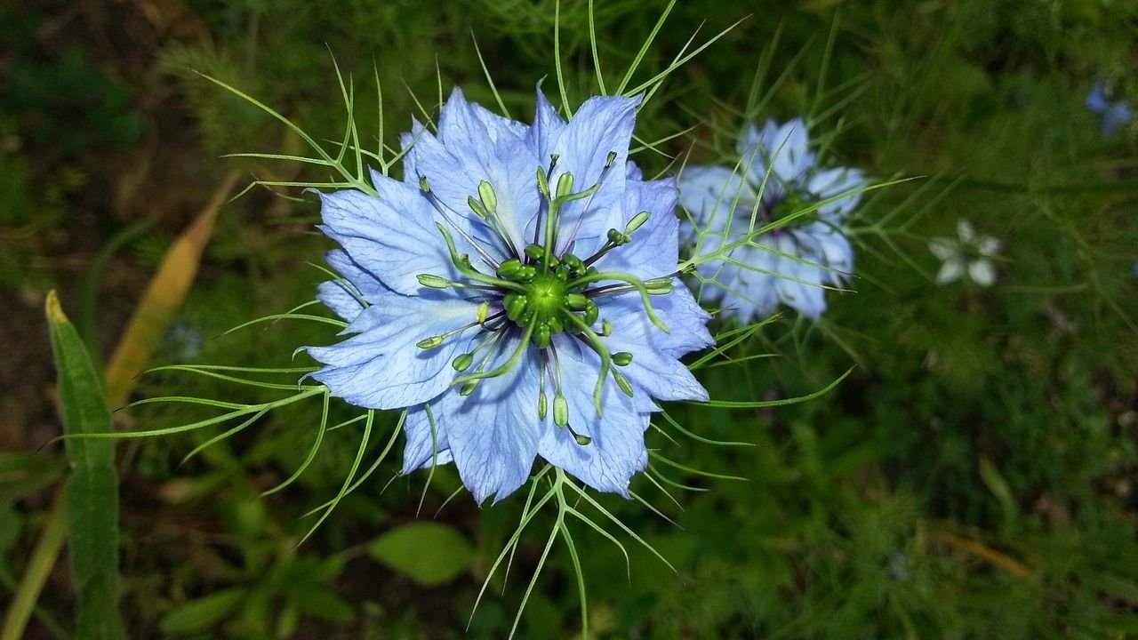 How to grow Nigella sativa at home: easy guide