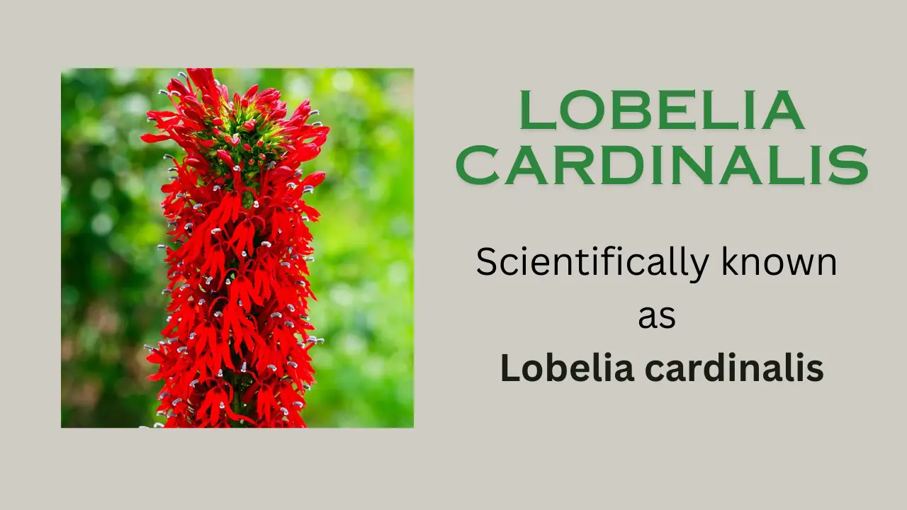 Lobelia Cardinalis: General Information, Properties