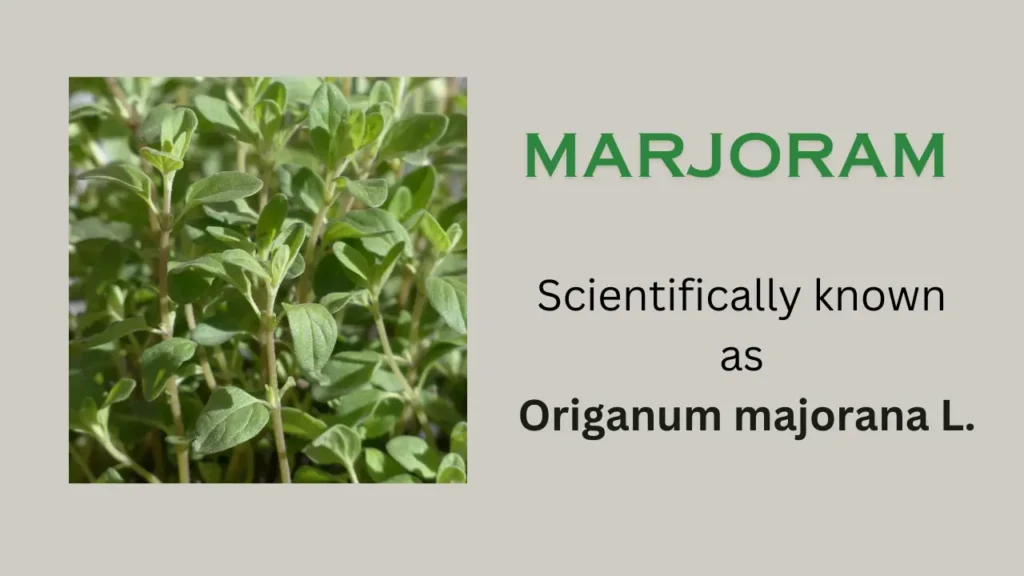 Marjoram: Scientific name, habit and habitat