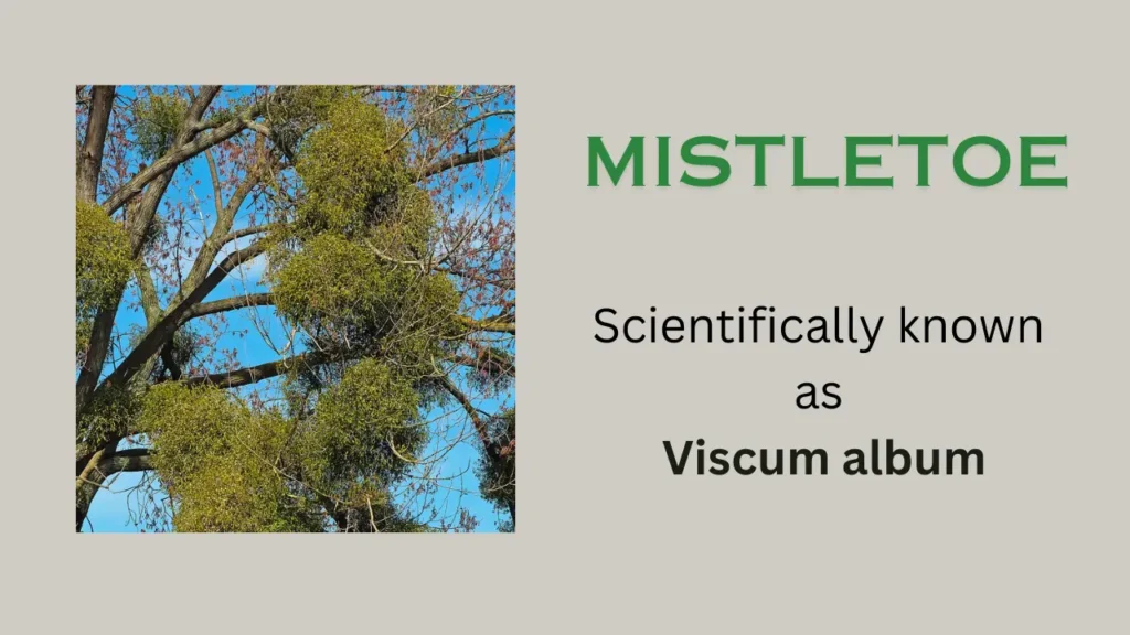 Mistletoe: Scientific name, habit and habitat