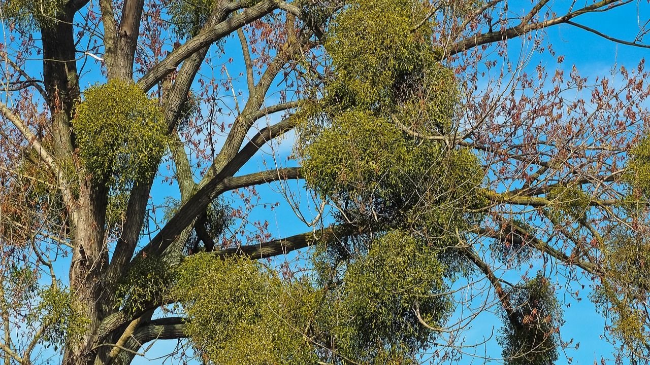 Mistletoe: Scientific name, habit and habitat