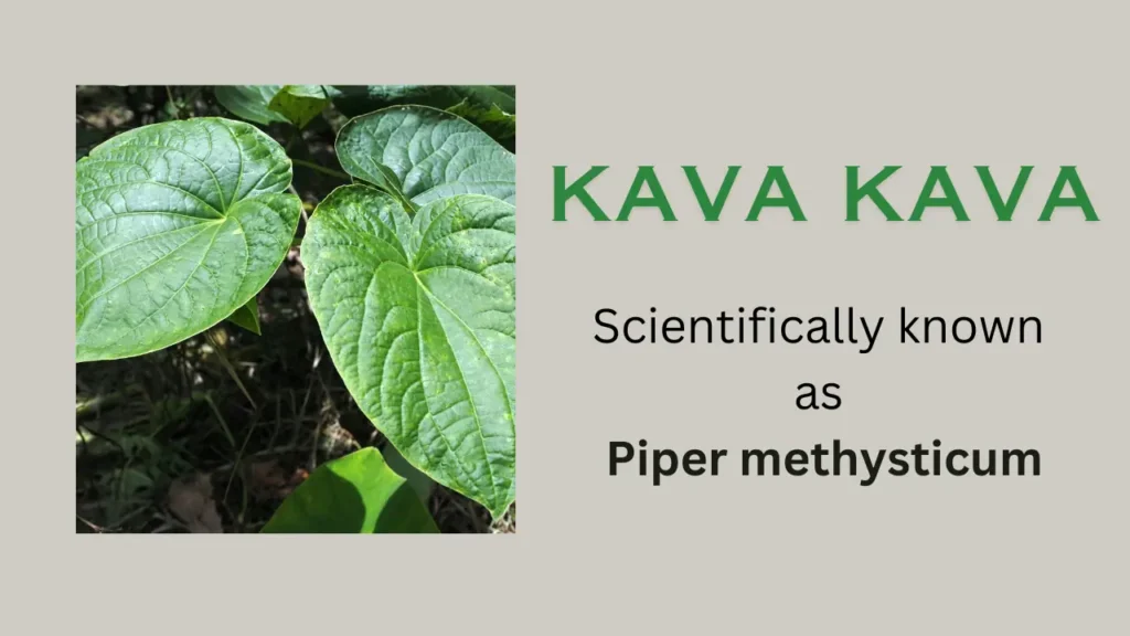 Kava Kava: Scientific Name, Chemical Composition, overview