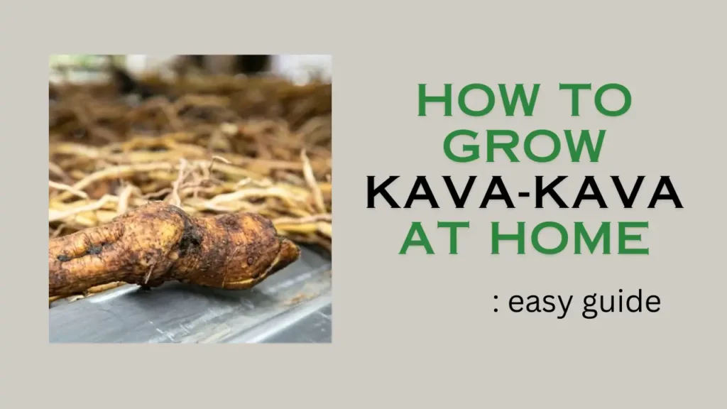 How to grow Kava Kava in the garden: easy guide