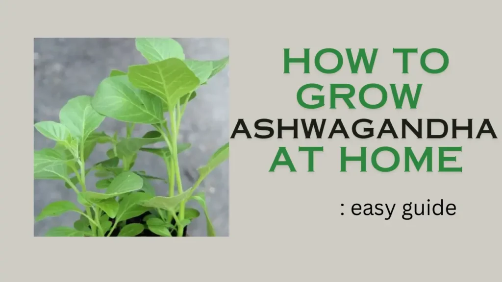 How to grow Ashwagandha at home: easy guide