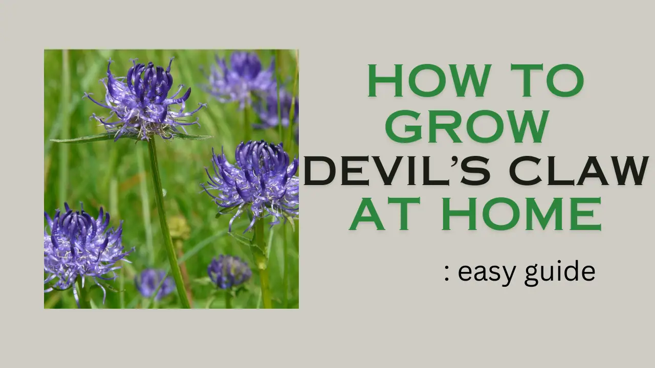 How to grow devil’s claw at home: easy guide