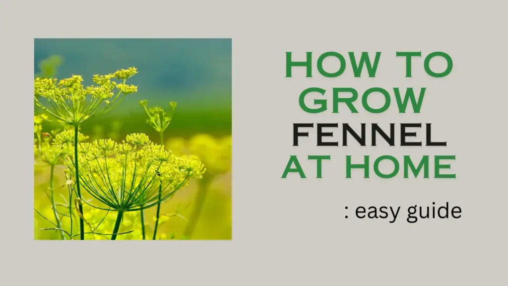 how to grow fennel at home: easy guide