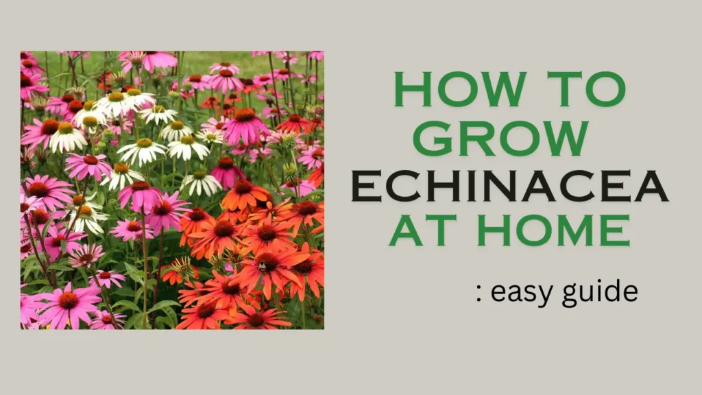 How to grow Echinacea at home: Right way to choose seedling