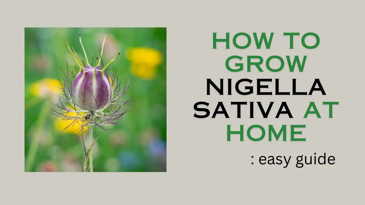 How to grow Nigella sativa at home: easy guide
