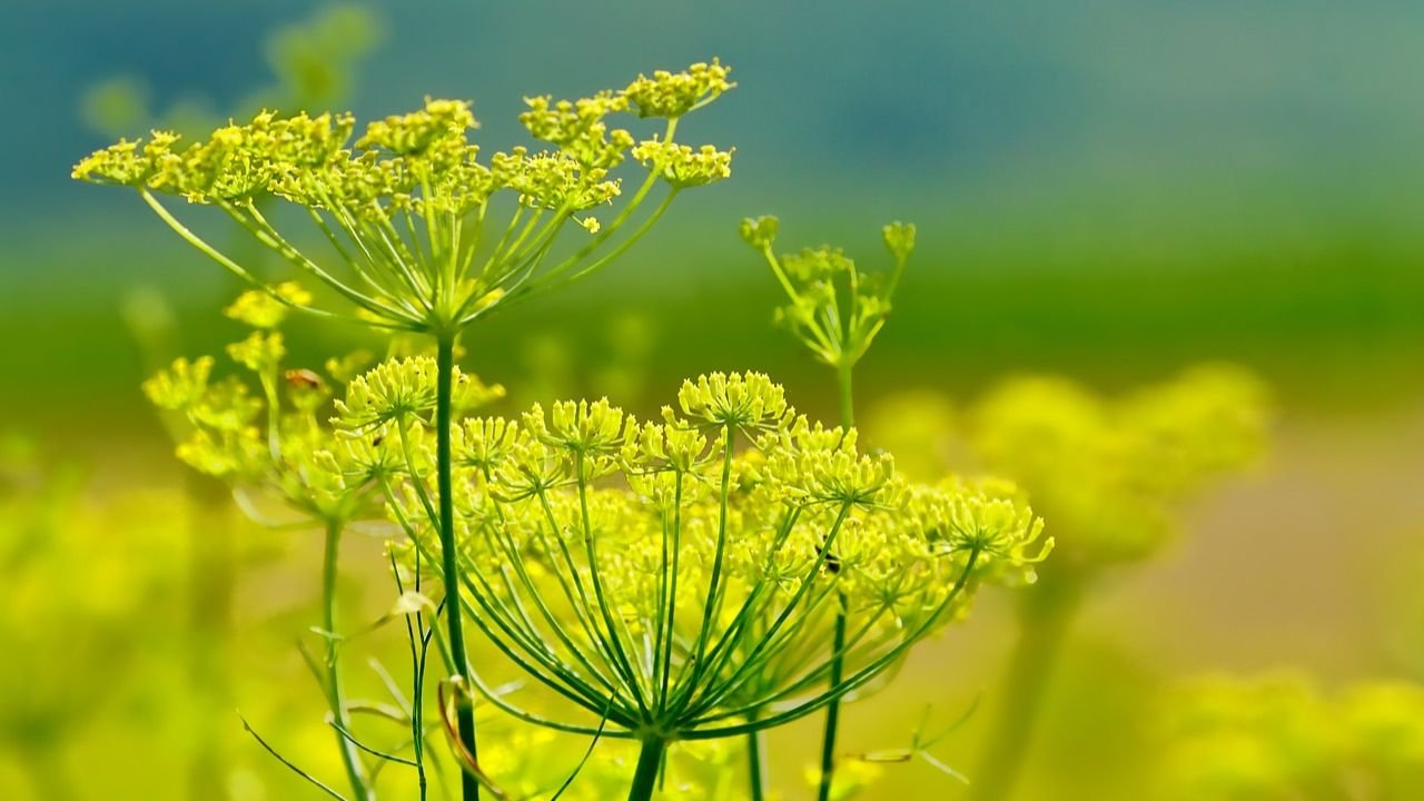 how to grow fennel at home: easy guide