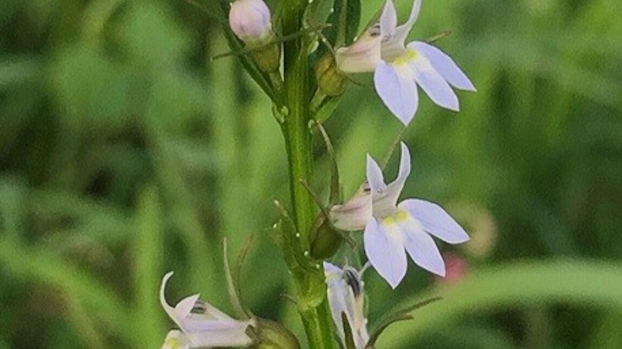 Lobelia: scientific name, habit and habitat